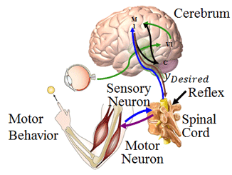 Motor control/运动控制的神经机制