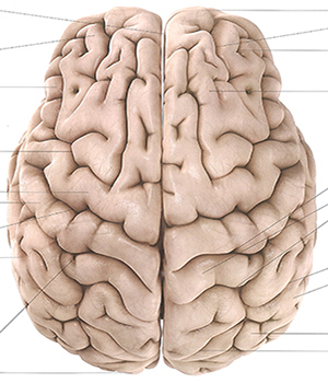 大脑/Brain