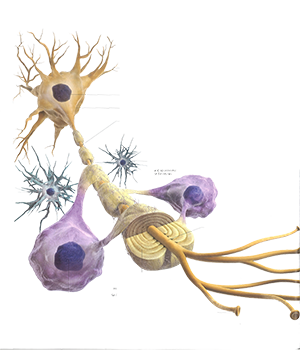 神经元/Neuron